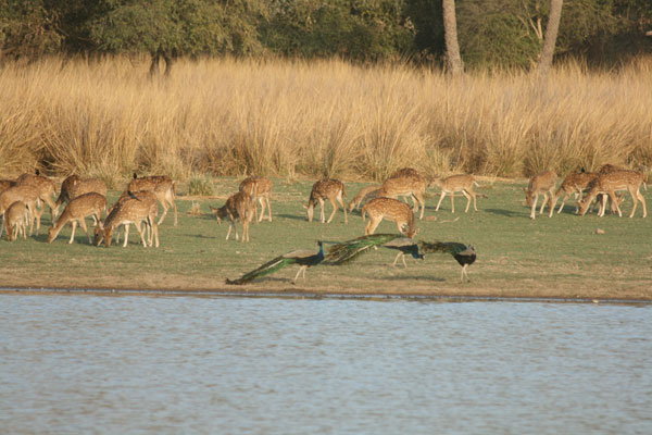 Ranthambore tiger park India