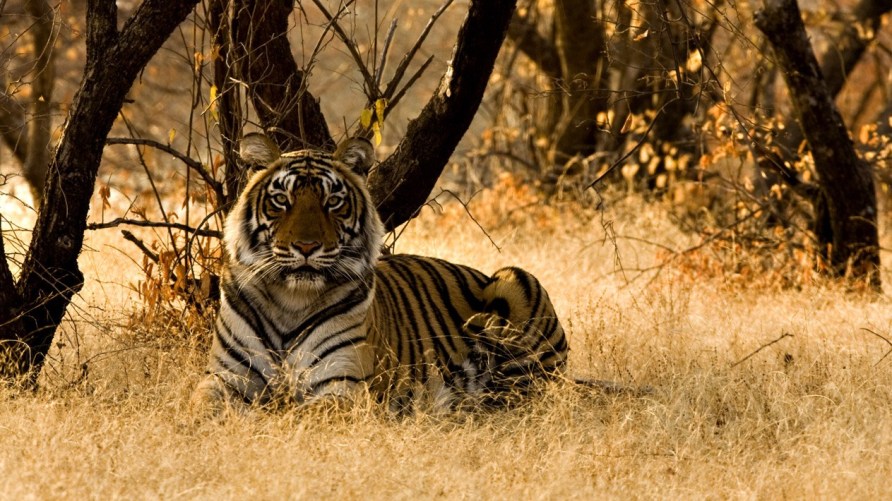 Ranthambore national park tiger safari India