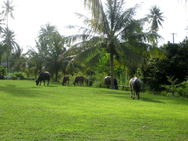 Bike tour Phuket Thailand Mai Khao, water buffalo family Barefoot Luxe