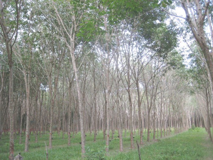 Mai Khao rubber plantation bike tour Phuket Thailand