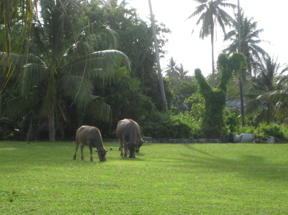 Bike tour Mai Khao, Phuket Thailand, water buffalo family 2 Barefoot Luxe