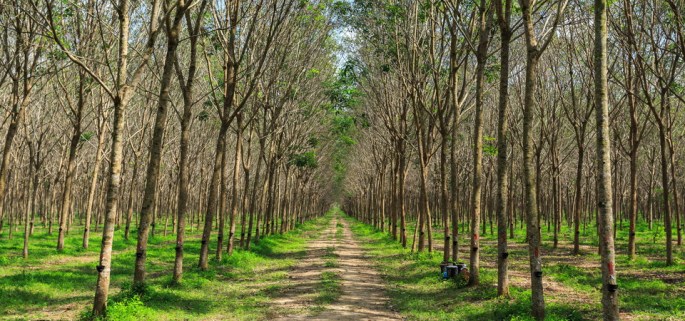 Rubber plantation Phuket Thailand bike tour