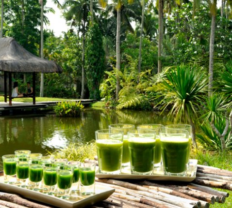 san-benito-thefarm-wheatgrass[1]