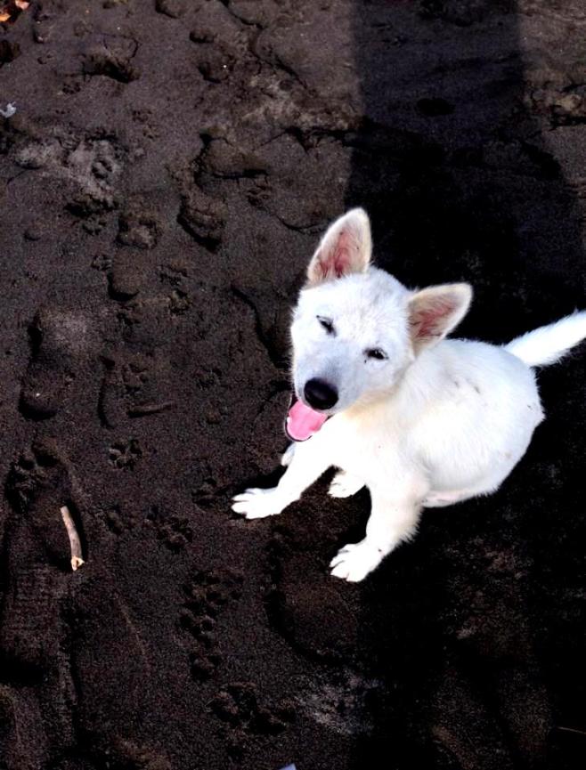 Barefoot Luxe by Chami Jotisalikorn, Bali black beach, www.BarefootLuxe.net