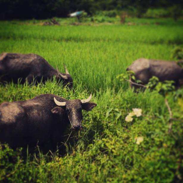 Museflower Retreat & Spa Chiang Rai Thailand