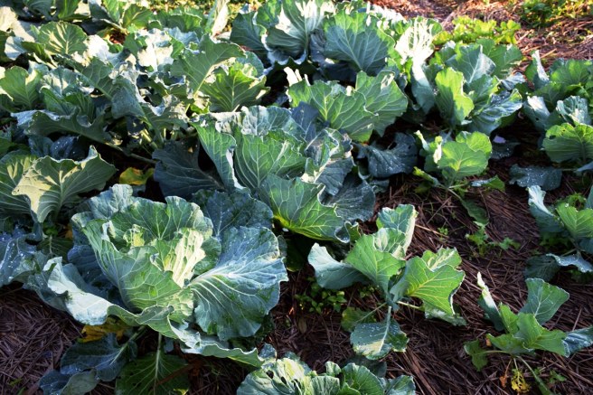 mus-eflower retreat & spa chiang rai on-site organic farm, farm-to-table vegetarian cuisine