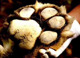 1410340531wild-life-jim-corbett-national-park-uttarakhand1