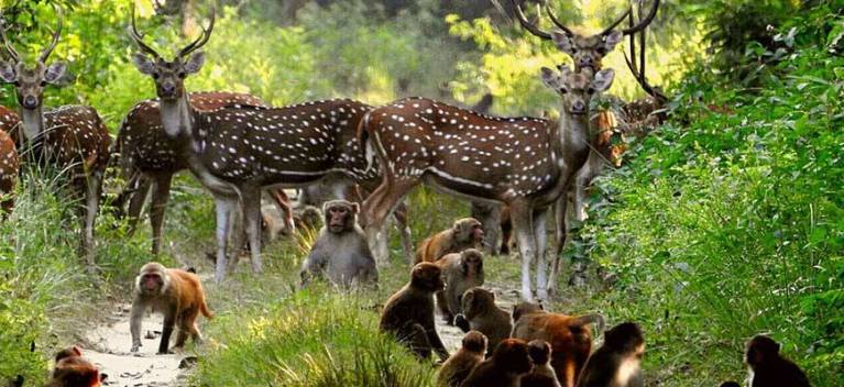 Corbett National Park India, www.BarefootLuxe.net 