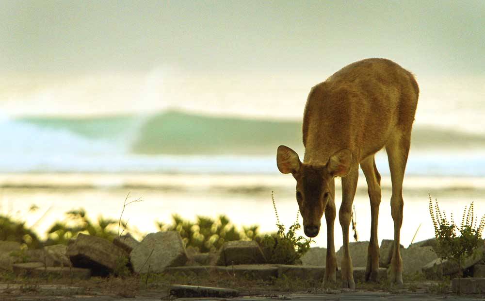 national-park-gland-joyos-11