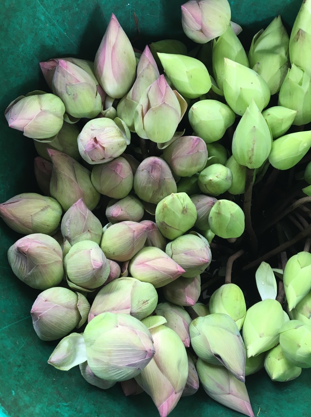 Shinta Mani Club Siem Reap Angkor Wat Cambodia, best boutique hotels Asia, www.BarefootLuxe.net